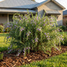Summertime Blue Emu Bush