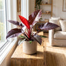 Sun Red Philodendron