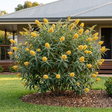 Buddleia (Buddleja x weyeriana)