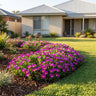 Suntropics Purple Ice Plant