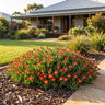 Suntropics Red Ice Plant