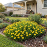 Suntropics Yellow Ice Plant
