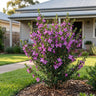 Super Dooper Boronia