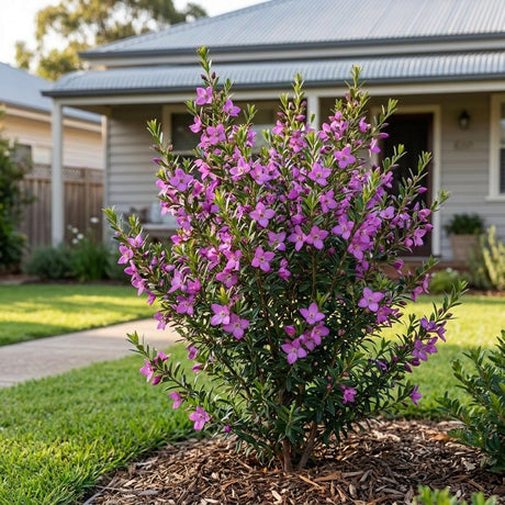 Boronia (Boronia crenulata)