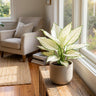 Super White Chinese Evergreen