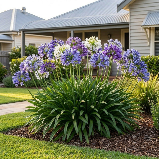 Agapanthus (Agapanthus)