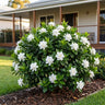 Surprise Gardenia