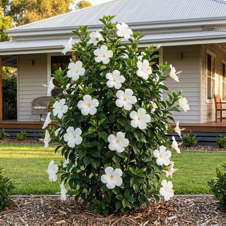 Swan Lake Hibiscus