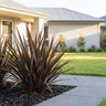 Sweet Mist® New Zealand Flax