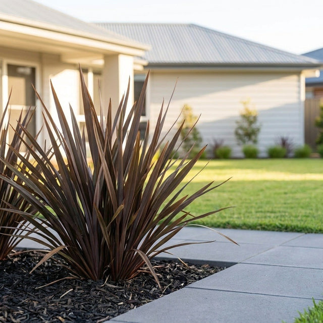 Sweet Mist New Zealand Flax (Phormium tenax)