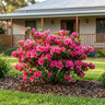 Sweet Nellie Azalea