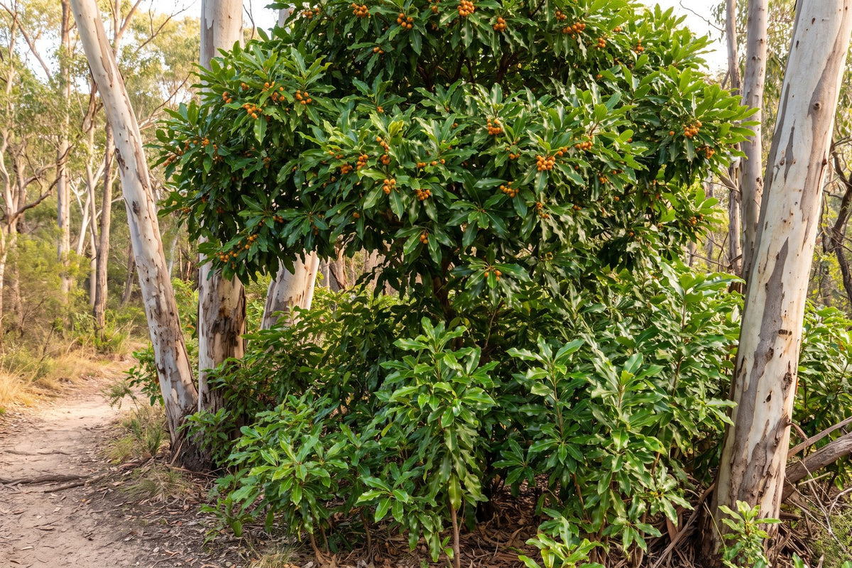 Sweet pittosporum with orange berries and a thicket of its seedlings spreading through bushland