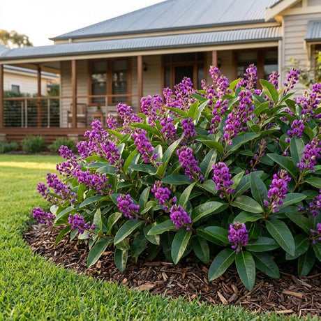 Purple Coral Pea (Hardenbergia violacea)