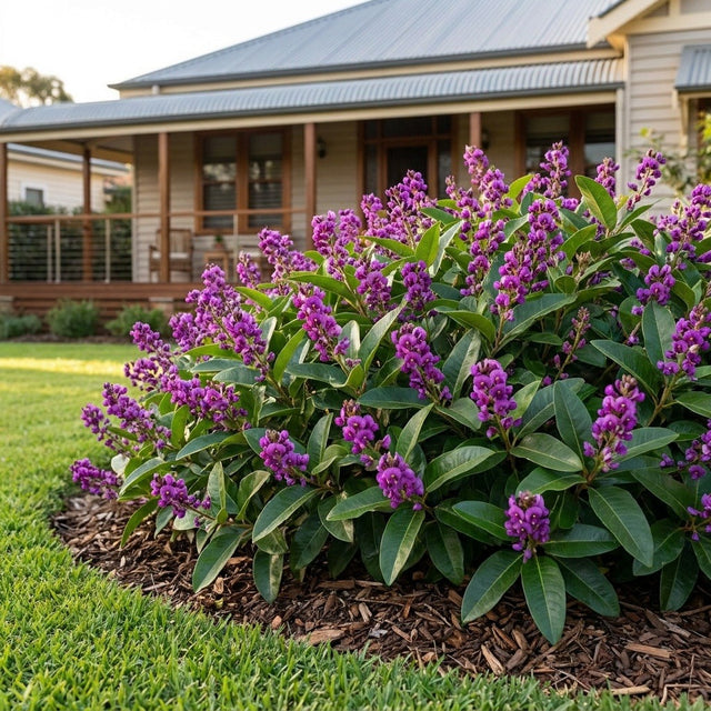 Sweetheart Purple Coral Pea (Hardenbergia violacea 'Sweetheart') growing in a mulched garden bed in front of an Australian home