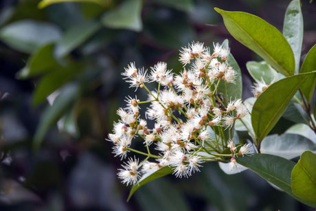 Elite Lilly Pilly - Syzygium australe 'Elite' - Brisbane Plant Nursery