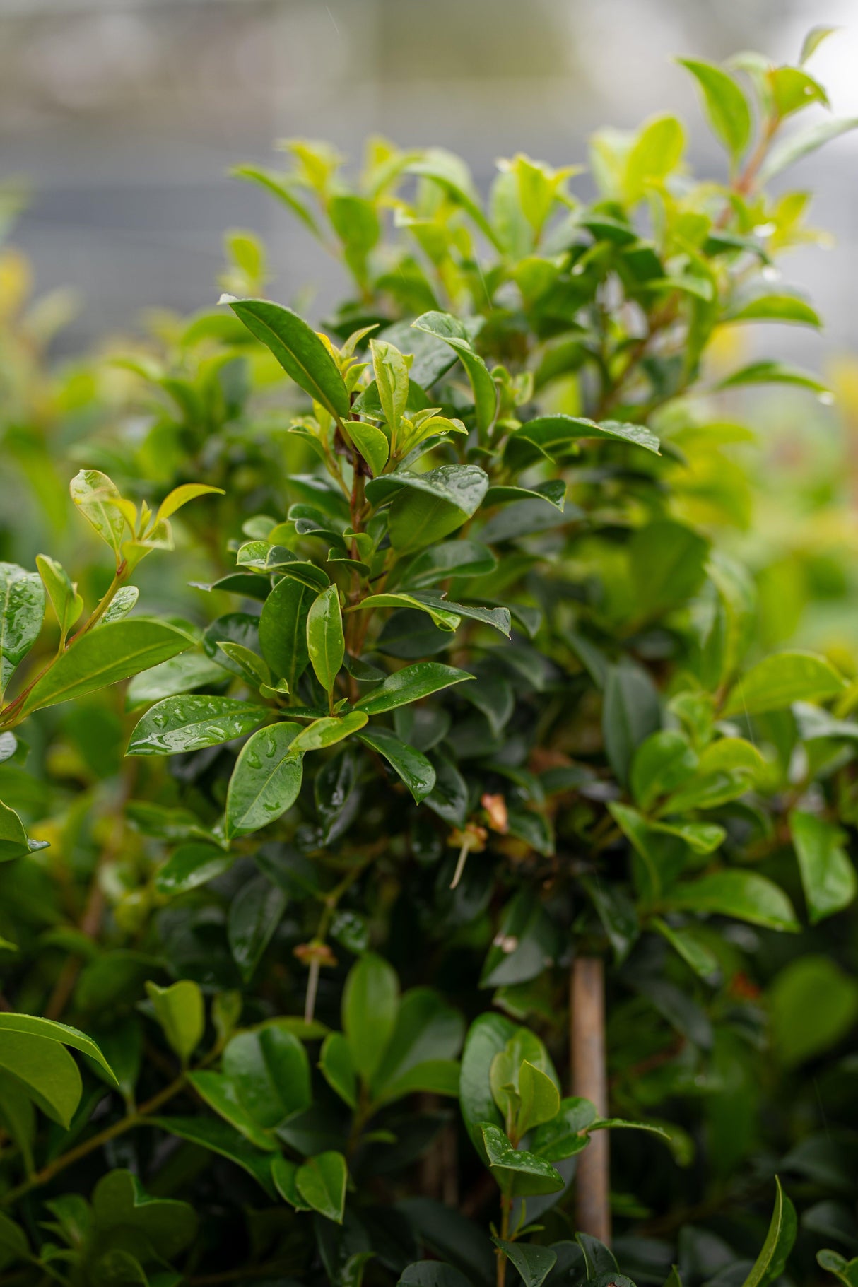 Lilly Pilly Northern Select - Syzygium australe 'Northern Select' - Brisbane Plant Nursery