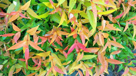 Plum Magic Lilly Pilly - Syzygium australe 'Plum Magic' - Brisbane Plant Nursery