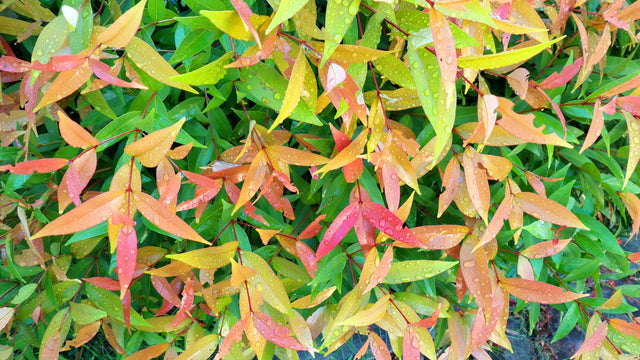 Plum Magic Lilly Pilly - Syzygium australe 'Plum Magic' - Brisbane Plant Nursery