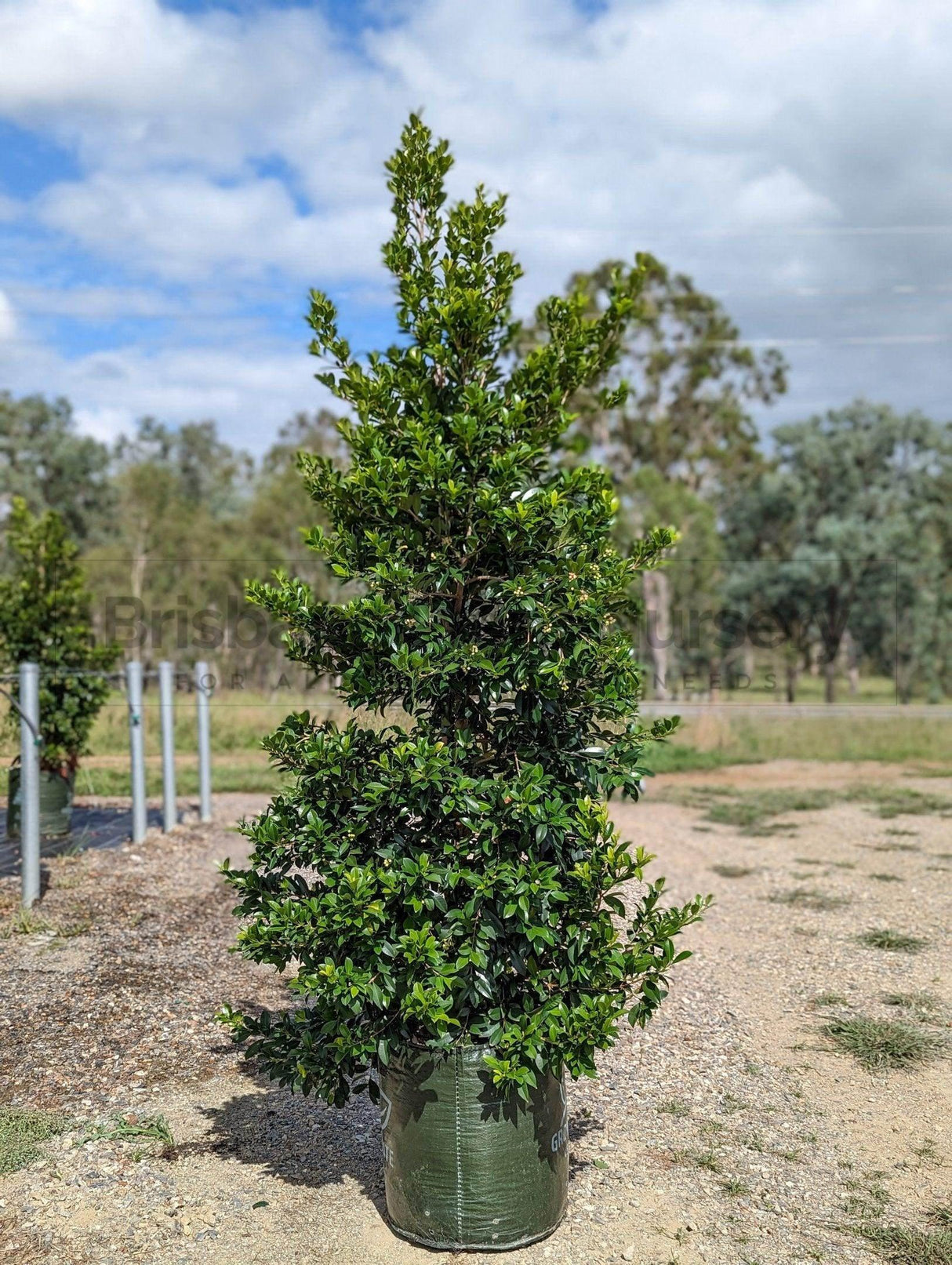 Lilly Pilly Resilience - Syzygium australe 'Resilience' - Brisbane Plant Nursery