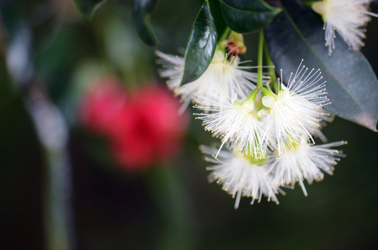 Straight and Narrow™ Lilly Pilly - Straight and Narrow™ Syzygium australe ‘SAN01’ PBR Intended - Brisbane Plant Nursery