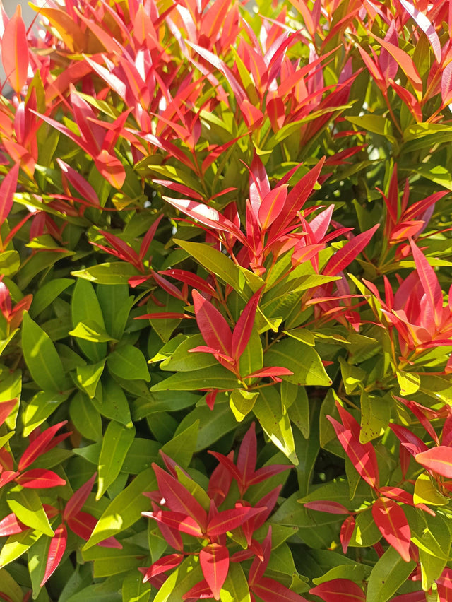 Winter Lights Syzygium - Syzygium australe 'Winter Lights' - Brisbane Plant Nursery