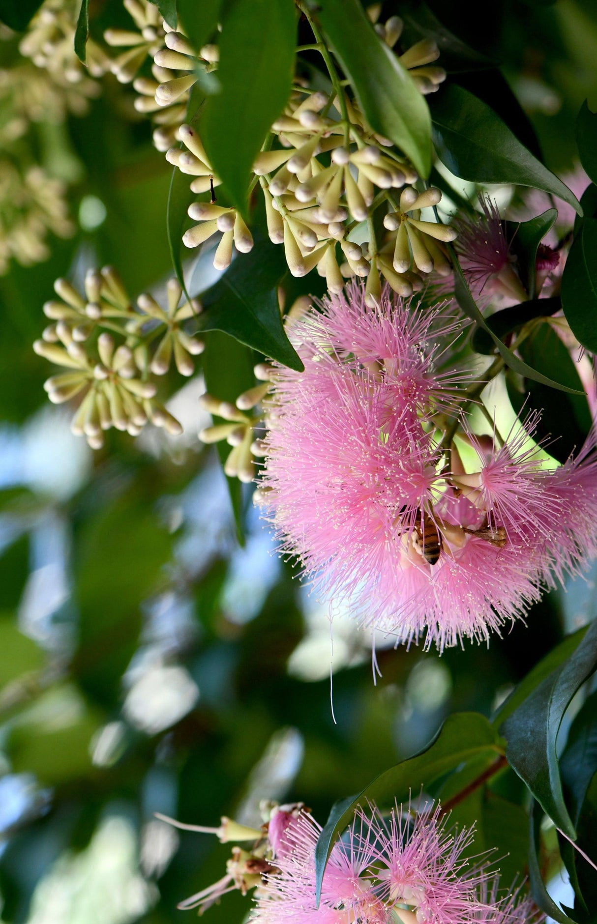 Cascade Lilly Pilly - Syzygium australe 'Cascade' - Brisbane Plant Nursery