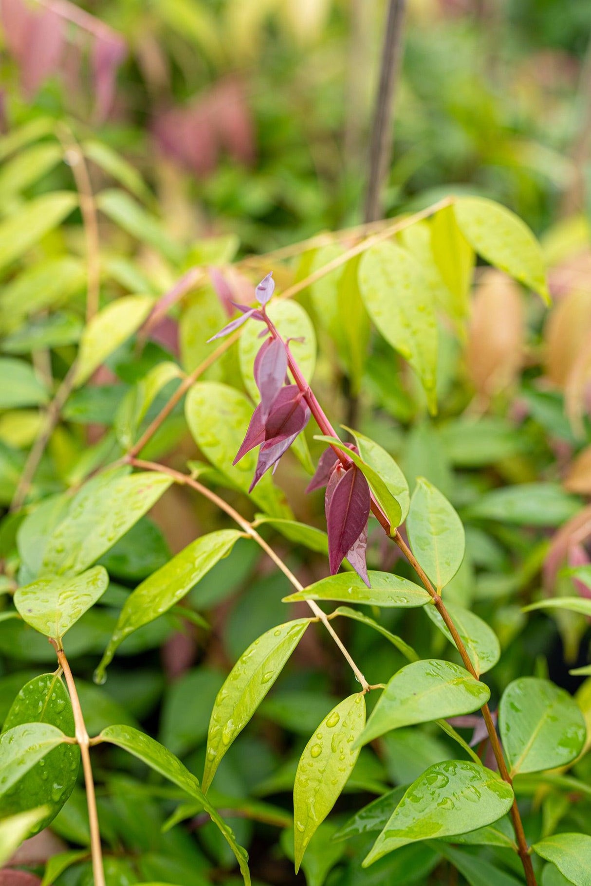 Cascade Lilly Pilly - Syzygium australe 'Cascade' - Brisbane Plant Nursery