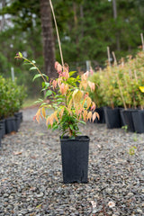 Cascade Lilly Pilly - Syzygium australe 'Cascade' - Brisbane Plant Nursery