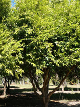 SYZYGIUM Cascade - Ex Ground - Brisbane Plant Nursery