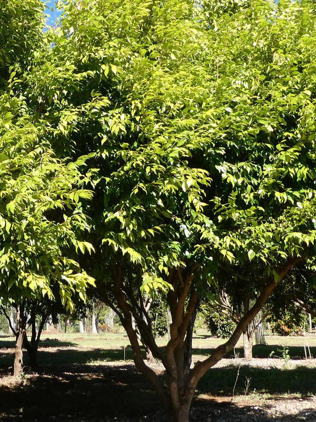 SYZYGIUM Cascade - Ex Ground - Brisbane Plant Nursery