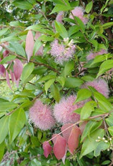 SYZYGIUM Cascade - Ex Ground - Brisbane Plant Nursery