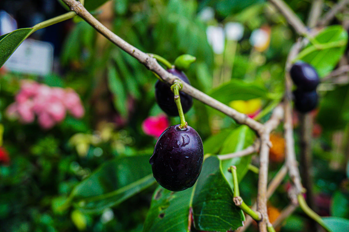 Francis's Lilly Pilly - Syzygium francisii - Brisbane Plant Nursery