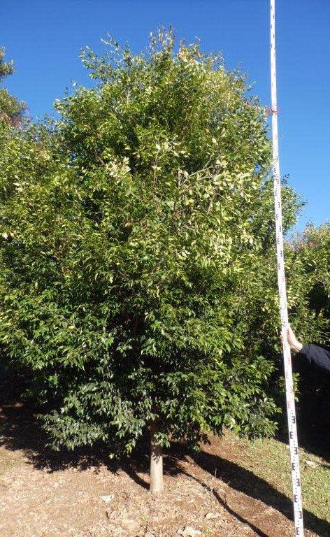 SYZYGIUM luehmannii (Small Leaved Lilly Pilly/Riberry) - Ex Ground - Brisbane Plant Nursery