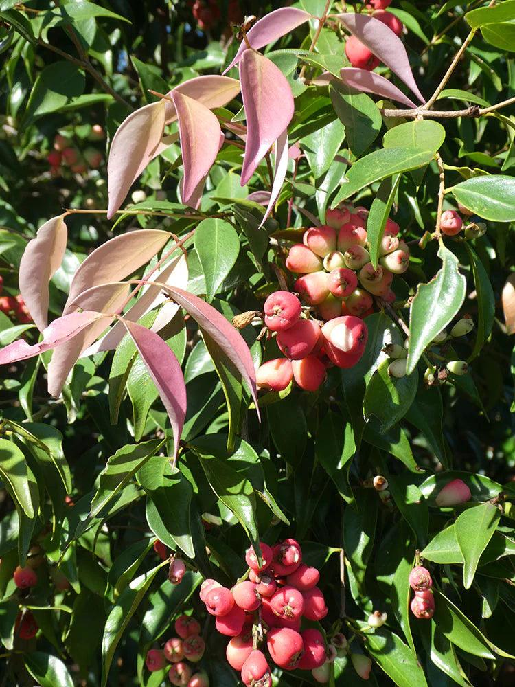 SYZYGIUM luehmannii (Small Leaved Lilly Pilly/Riberry) - Ex Ground - Brisbane Plant Nursery