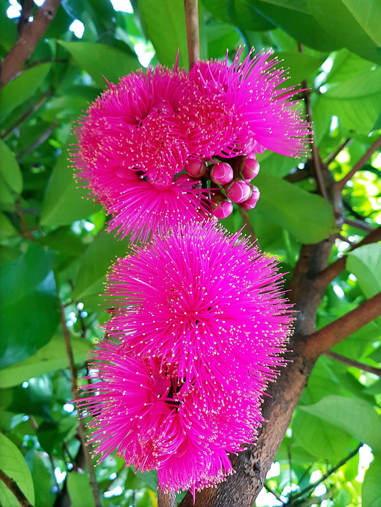 Coolamon Tree - Syzygium mooreii - Brisbane Plant Nursery