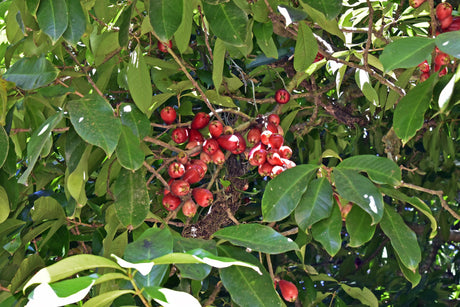 Forest Satinash Tree - Syzygium tierneyanum - Brisbane Plant Nursery