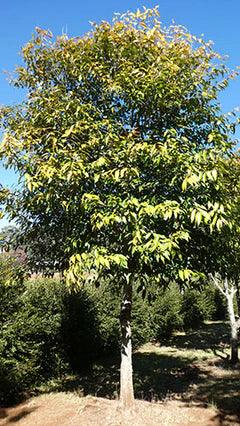 SYZYGIUM tierneyanum (River Cherry or Bamaga Satinash) - Ex Ground - Brisbane Plant Nursery