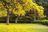 Silver Trumpet Tree - Tabebuia argentea - Brisbane Plant Nursery