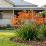 Tango Kangaroo Paw