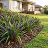 Tasred™ Dianella