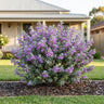 Texas Sage