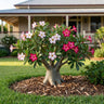 Thai Mix Desert Rose