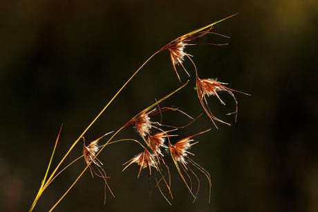 Mingo Kangaroo Grass - Themeda australis 'Mingo' - Brisbane Plant Nursery