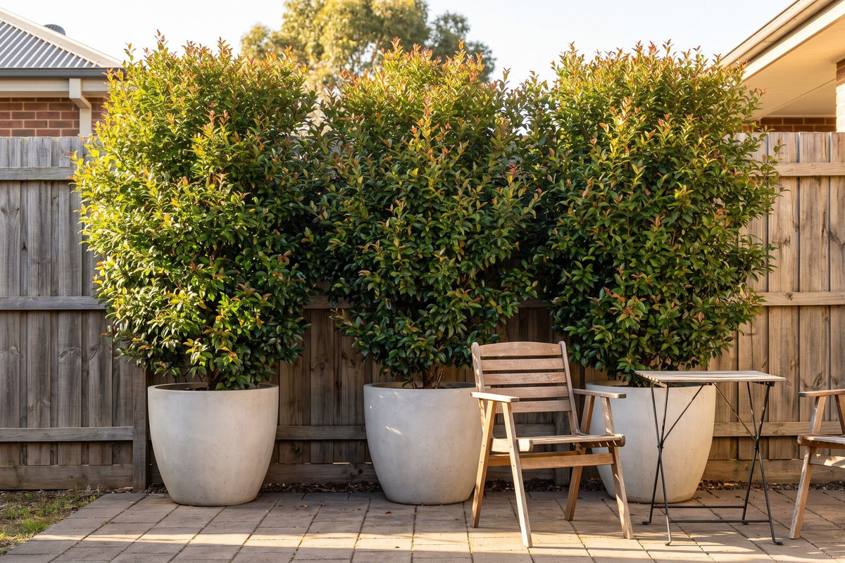 Three Baby Boomer lilly pillies in large pale pots forming a screen in a rental courtyard