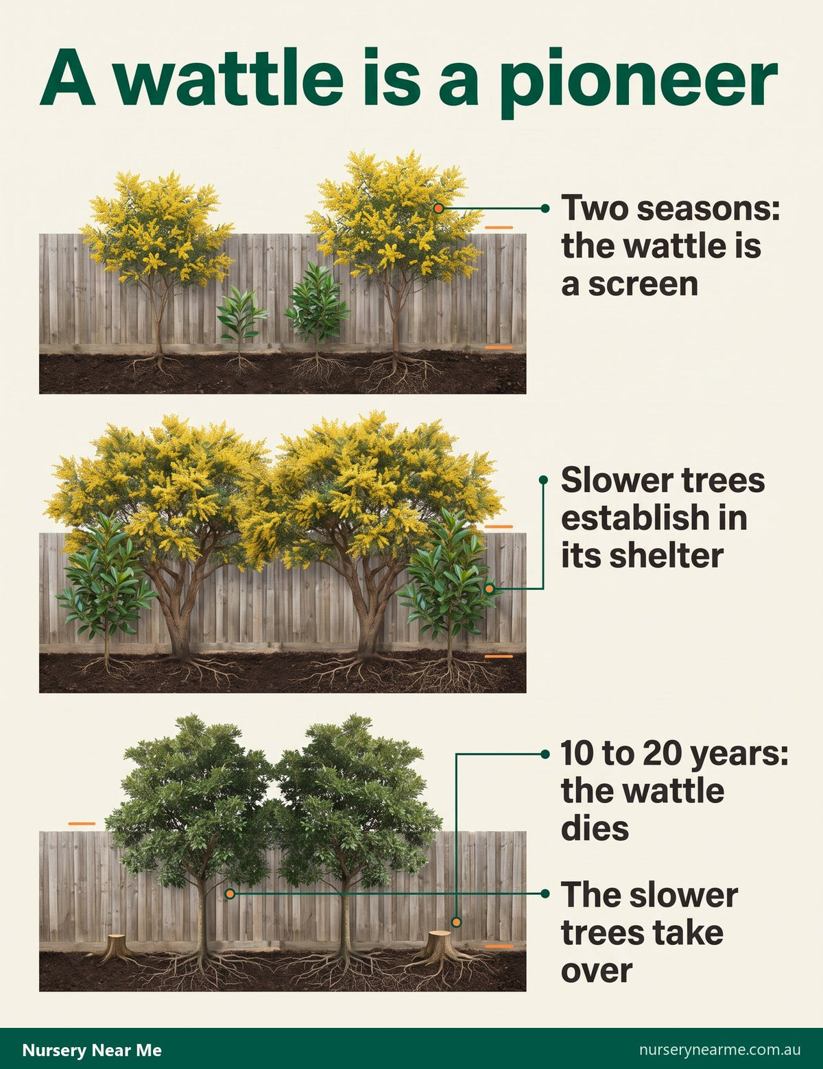 Three-panel diagram: wattles screen a new garden, shelter slower trees, then are replaced by them