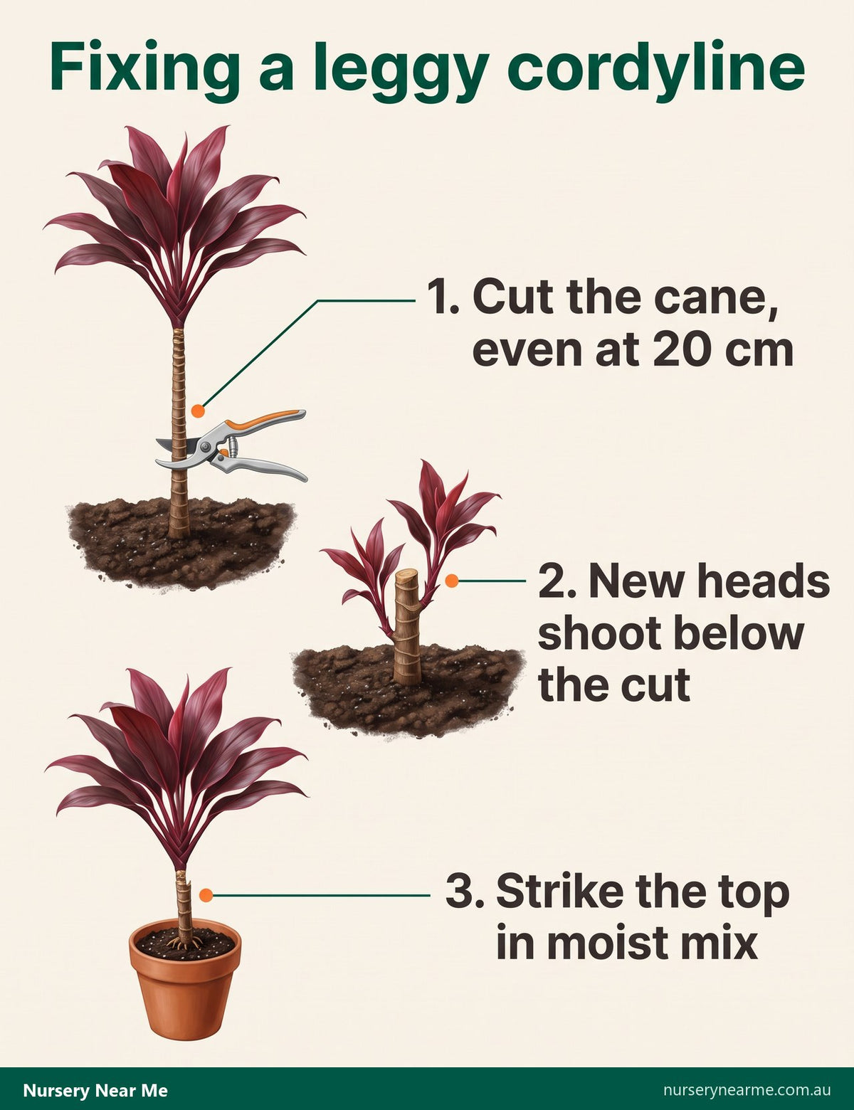 Three-step diagram: cut a leggy cordyline cane low, new heads sprout below the cut, strike the top in a pot