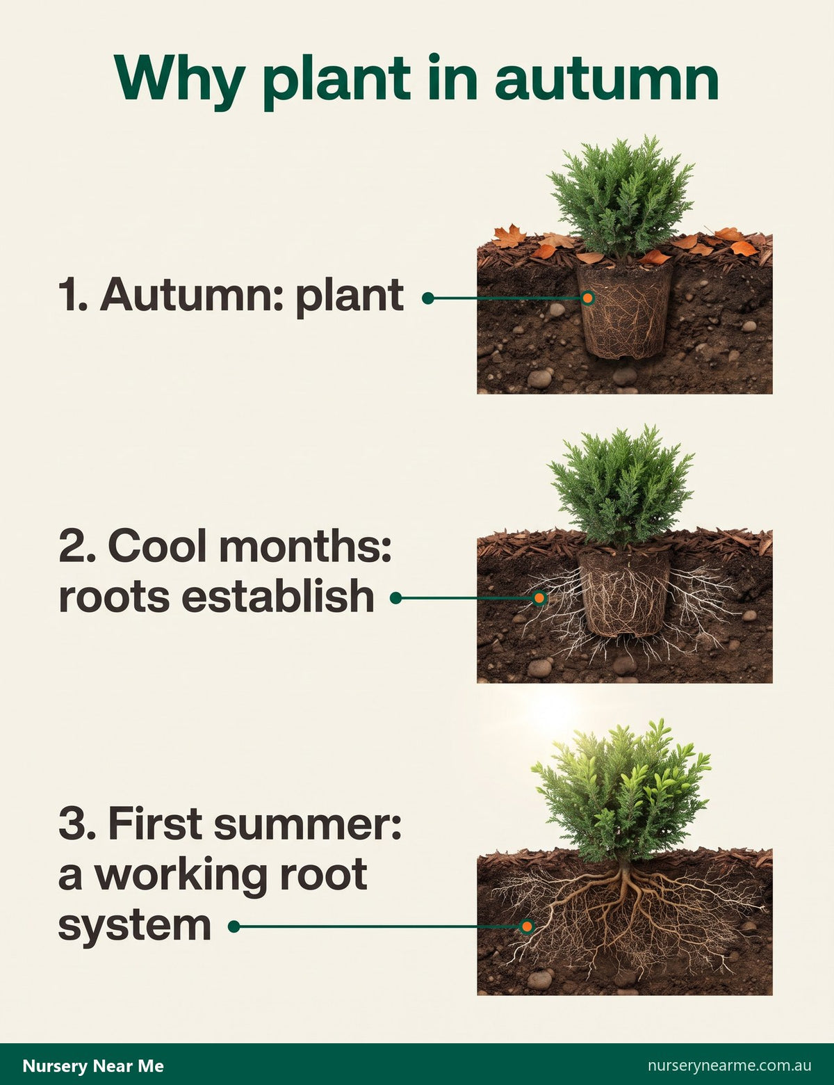 Three-step diagram of a shrub planted in autumn growing roots before its first summer