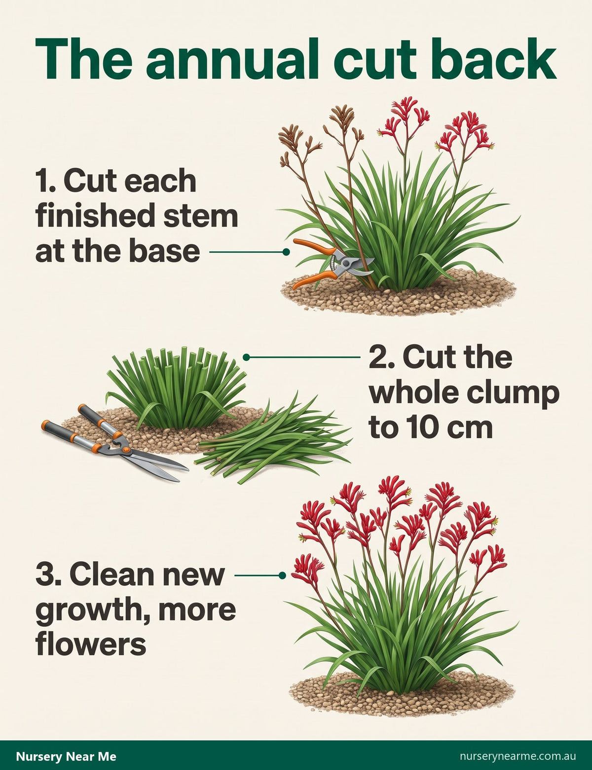 Three-step diagram of cutting back a kangaroo paw: spent stems, whole clump to 10 cm, fresh regrowth