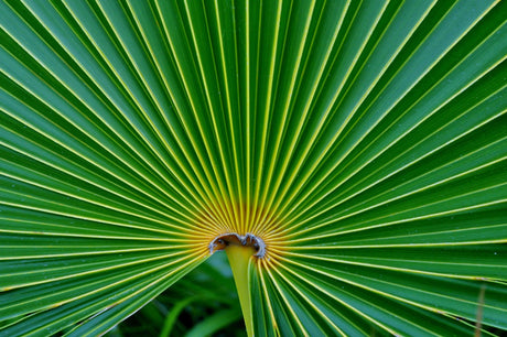 Florida Thatch Palm - Thrinax radiata - Brisbane Plant Nursery