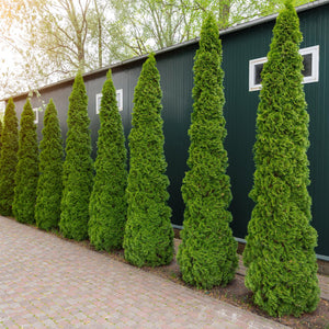 Emerald Green Arborvitae